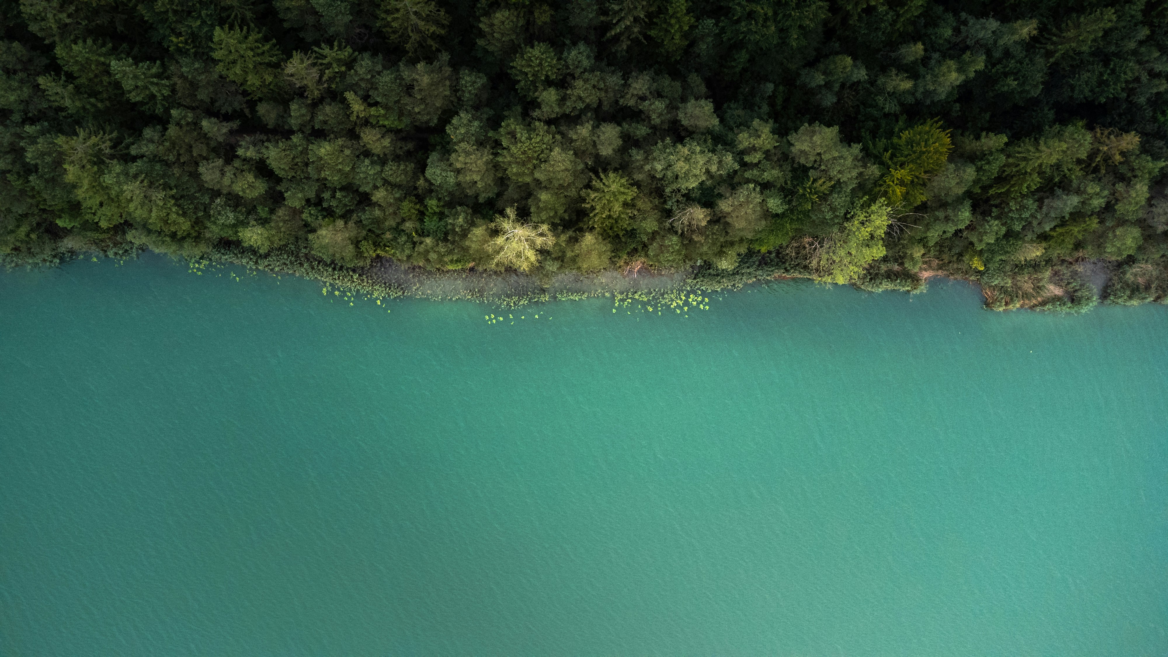 aerial view of green trees beside body of water during daytime